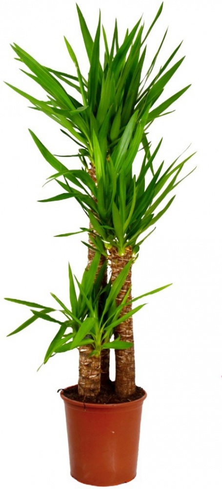 Растение Юкка 3 ствола 21/95