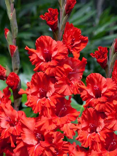 Клубнелуковица гладиолуса Фаэ Раффл 3 шт. 