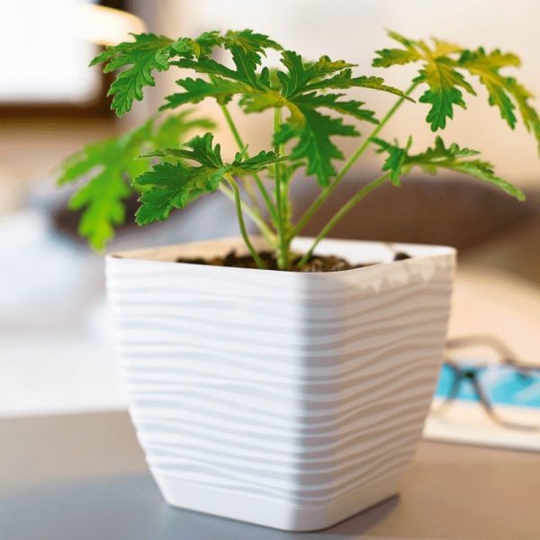 Вазон пластиковий Form Plastic Сахара міні Квадро-11 квадратний 0,8л марсала 