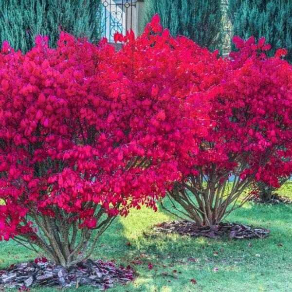 Растение Бересклет европейский Ред Каскад /Euonymus europaeus 'Red Cascade' С3/Н 30-50