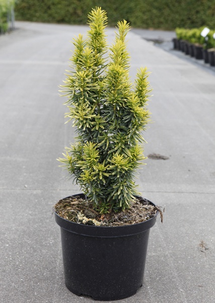 Растение Тис ягодный David (V21 C5)