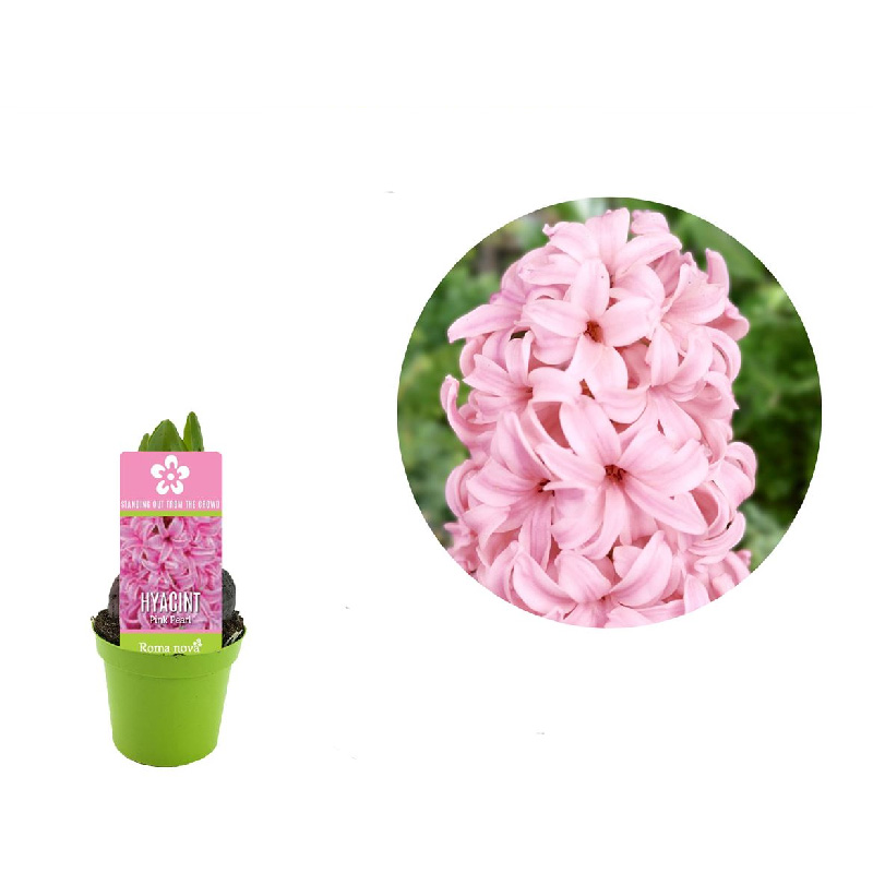 Рослина Гіацинт 06 х08 рожевий Pink Pearl