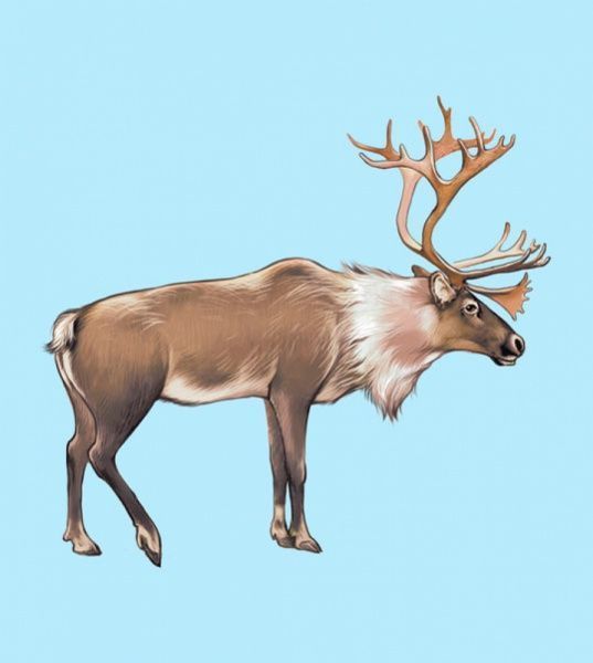 Книжка-розвивайка «Словничок у малюнках : Дикі тварини» 978-966-7491-21-5