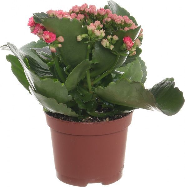 Растение Каланхоэ микс d12