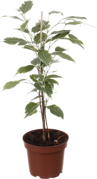 Растение комнатное Фикус Бенжамина микс 12х40 см