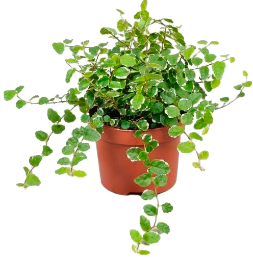 Рослина Фікус Пуміла White Sunny 10/15