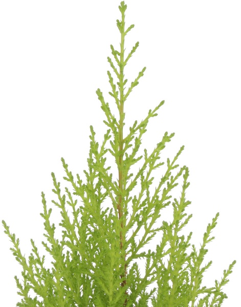 Растение комнатное Ципрессус Goldcrest Wilma 14/60
