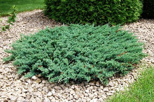 Растение Можжевельник горизонтальный/Juniperus horizontalis Andorra Compacta С3, D 25-35