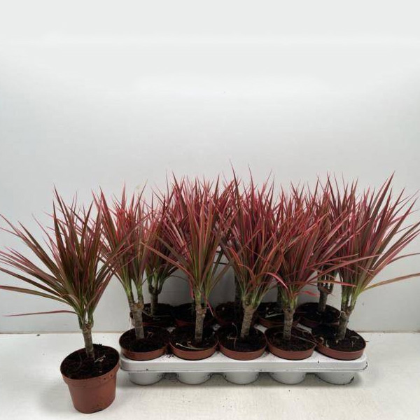 Рослина Драцена 12x35 Marginata Colorama 1 стовбур — фото 1