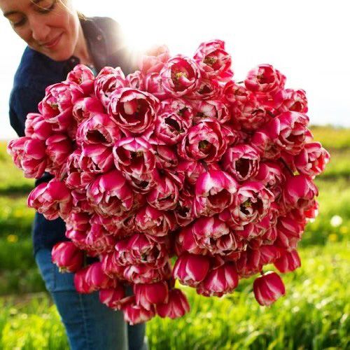 Луковица Яскрава 2 шт. 