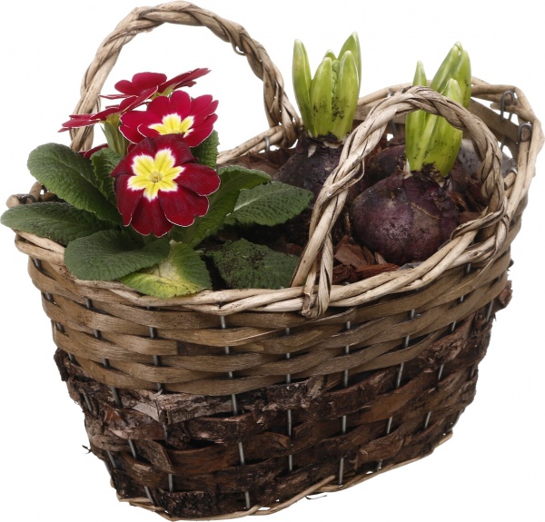 Растение комнатное Корзина 34 Гиацинт 3+ Примула овал сумка