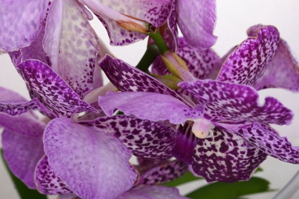 Растение комнатное Ванда Сhampagne микс 27x60 см