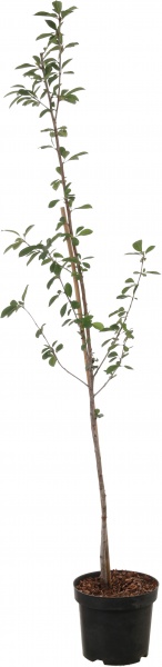 Саженец Декоплант вишни 2р (C7)