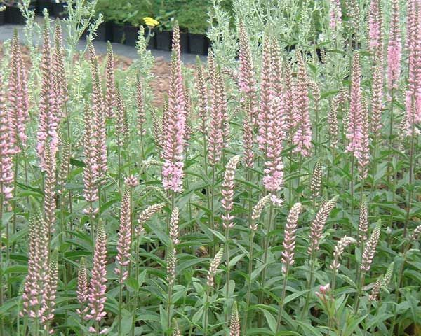 Растение Вероника длинолистная 'Pink Damask'