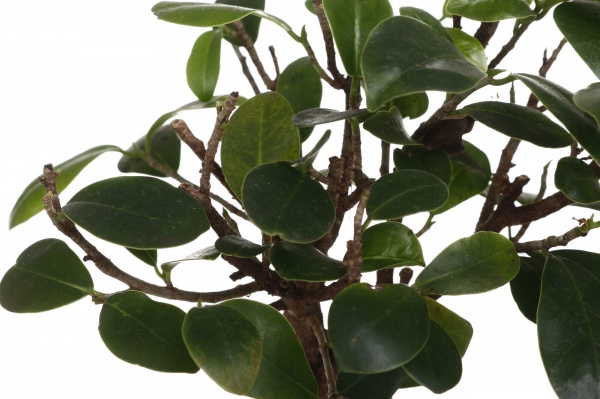 Растение Фикус-бонсай микрокарпа Жинсинг 12/30