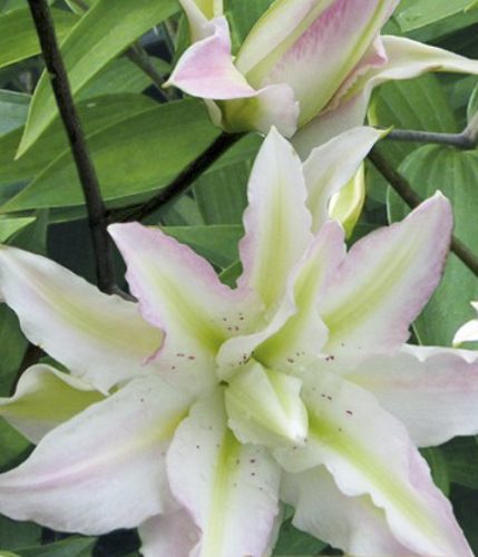 Луковица Яскрава Лилия ориентальная двойная Lodewijk 1 шт.