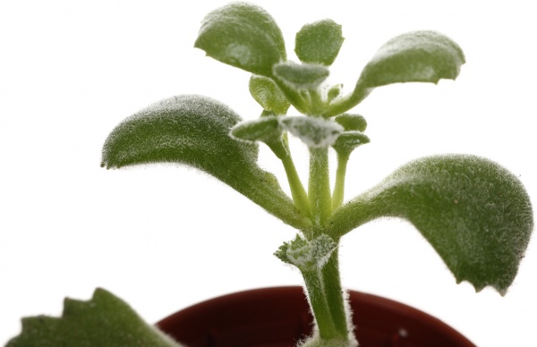 Рослина кімнатна Сукулент мікс 5х8 см