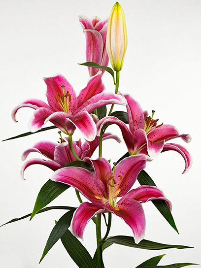 Цибулина VWS EXPORT – IMPORT OF FLOWERBULBS B.V. лілії східної Джуп 1 шт.