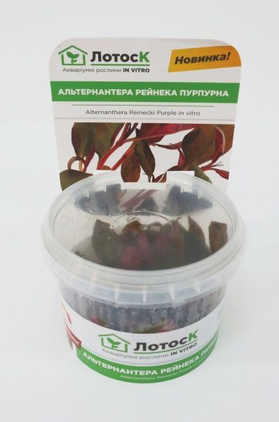 Рослина акваріумна Лотос Альтернантера рейнека Пурпурна (Alternanthera Reinecki Purple in vitro)