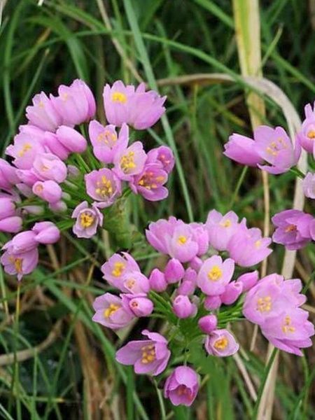 Луковица лука декоративного Розеум 10 шт. 