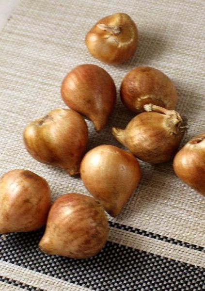 Луковица Яскрава виридифлора Hollywood 3 шт. 