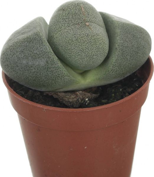 Растение Літопс микс 5,5