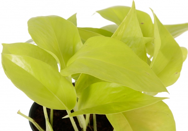 Растение комнатное Эпипремнум Golden Pothos 12x20 см