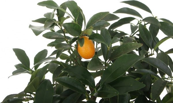 Растение комнатное Цитрус Кумкват на штамбе 22x80 см