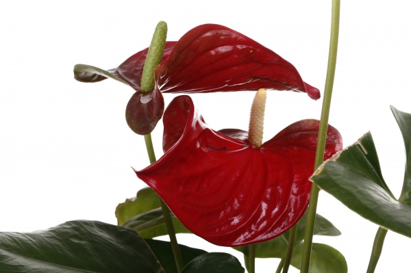 Растение комнатное Антуриум 14/60 Туренза