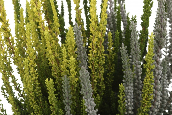 Растение Вереск каллуна 3 цвета в горшке d12/h25