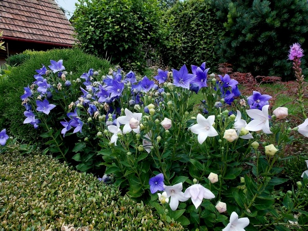 Семена Професійне насіння ширококолокольчик Гаваи смесь 0,1 г (4823058203959)