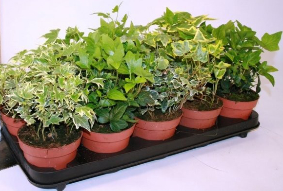 Растение Хедер микс d17/h70