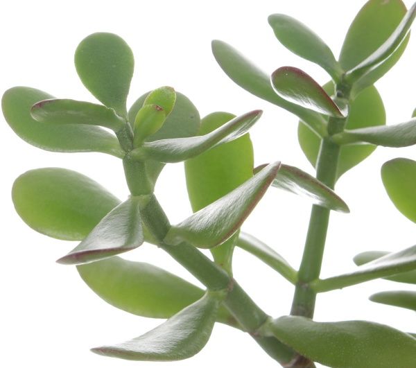 Рослина Крассула Sunset 12/25