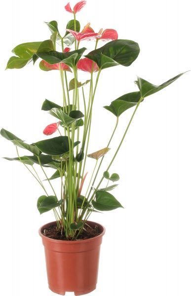 Рослина Антуріум червоний 17/65
