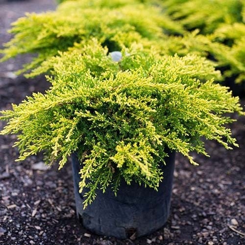 Растение Можжевельник средний Old Gold (V19-F21 40-50 C7.5-10)