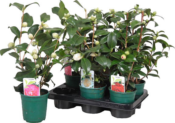 Рослина Камелія мікс d12/h50 