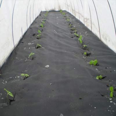 Агроволокно Віола 50 г/м2 чорне 1.6 м