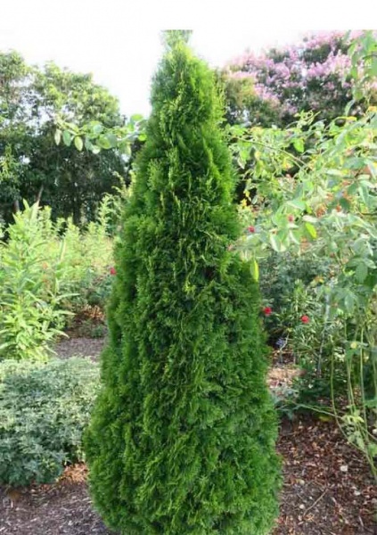 Растение Туя западная / Thuja occidentalis Smaragd (Spiral), С20