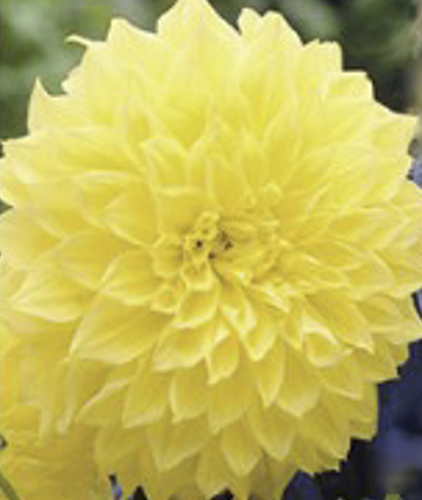 Корневище Яскрава Георгина декоративная Kelvin Floodlight 1 шт. 