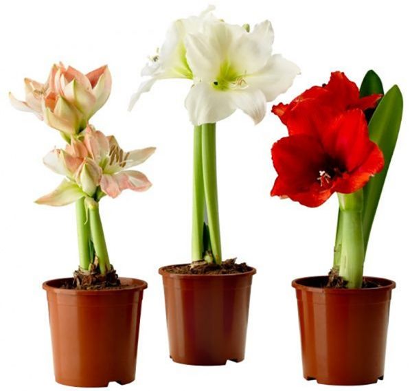 Растение Амариллис микс 1рр 13/25
