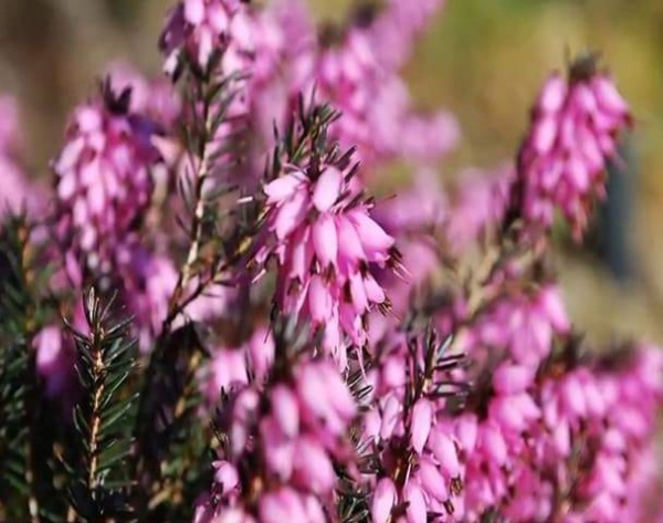 Растение Эрика в ассортименте, C 3, D 10-15