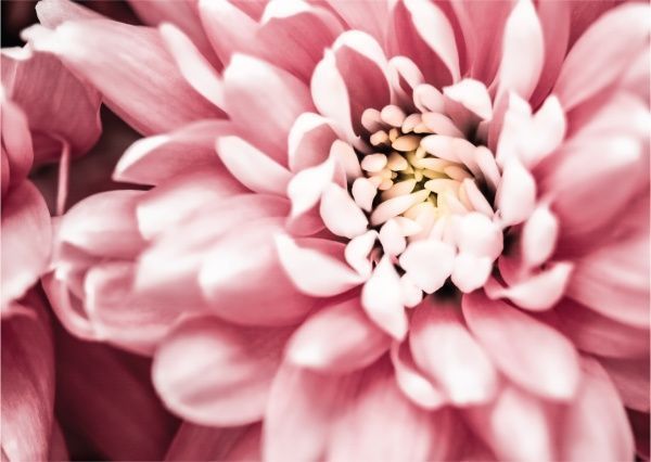 Декор настінний 42x59,4 см рожевий 