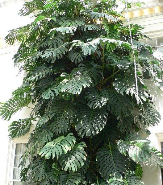 Рослина кімнатна Монстера 17/70 Monstera Deliciosa