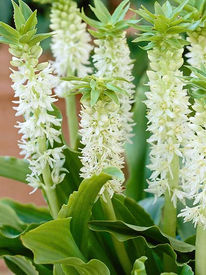 Луковица эукомиса осеннего 1 шт. 