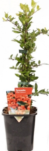 Растение Пираканта (рябина) 14*50 микс