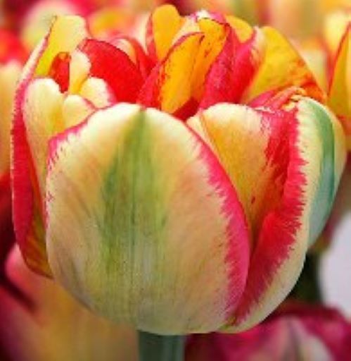 Луковица HBM Тюльпан маххровый поздний Сандаунер 5 шт. 