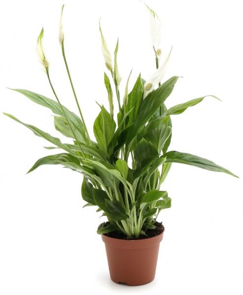 Растение комнатное спатифиллум Шопен ø9 h25