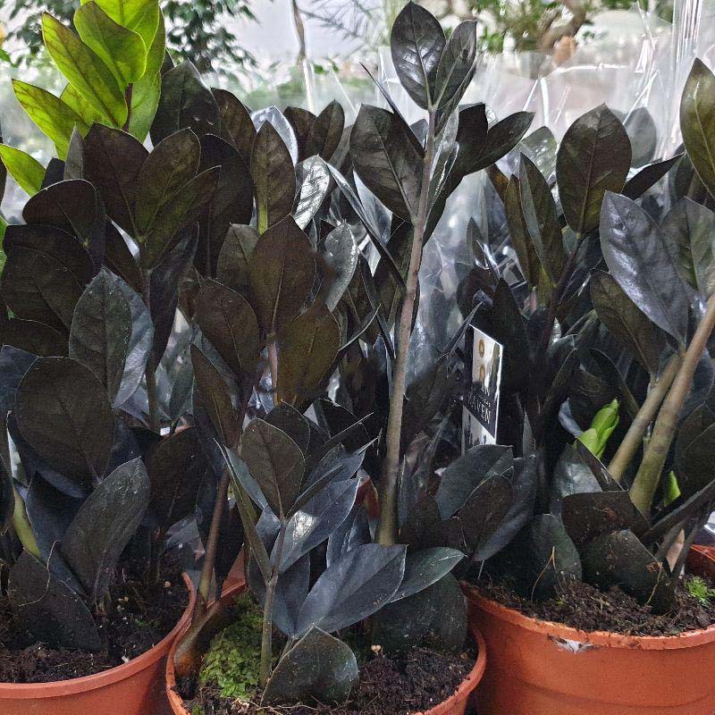 Растение Замиокулькас 17х65 черный Raven