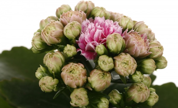 Рослина кімнатна Каланхоє міні мікс 6/10