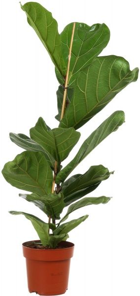 Растение Фикус 21х120 см Лирата